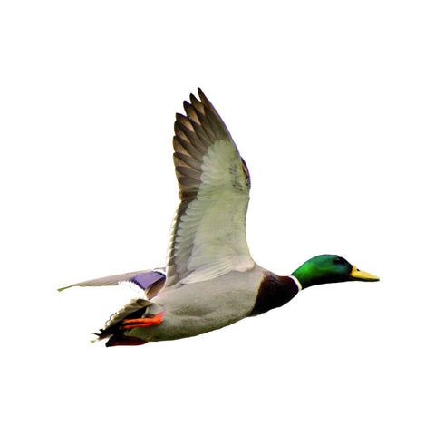 Autocollant Denis Clement A4 Découpe à la forme 500019